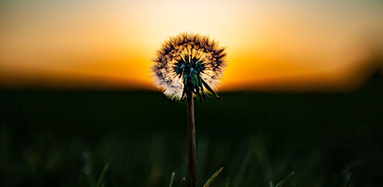In the right light, at the right time, everything is extraordinary. Aaron Rose